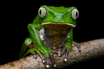 Herpetofauna