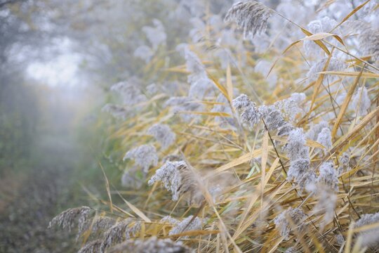 Grasses with hoarfrost