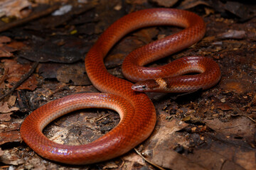 Herpetofauna