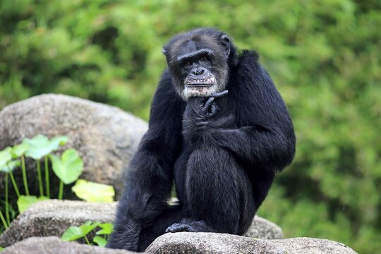 Chimpanzee (Pan troglodytes troglodytes), adult male, sitting on rock, thoughtful, captive, occurrence Africa