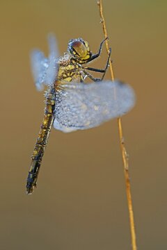 Black Meadowhawk or Black Darter (Sympetrum danae), female, Emsland, Lower Saxony, Germany