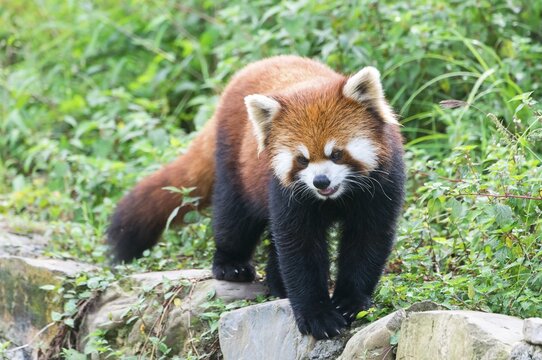 Red Panda (Ailurus fulgens), Sichuan Province, China