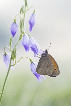 Ochsenauge Maniola jurtina) on Spreading Bellflower (Campanula patula), Hesse, Germany