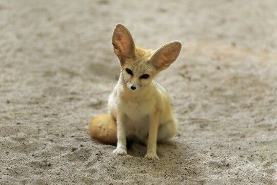 Fennek, fennec fox (Vulpes zerda), adult, captive, North Africa