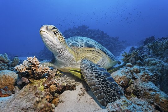 Green turtle (Chelonia mydas) resting in the coral reef with hoarfish (Echeneis naucrates), St. Johns, Red Sea, Egypt