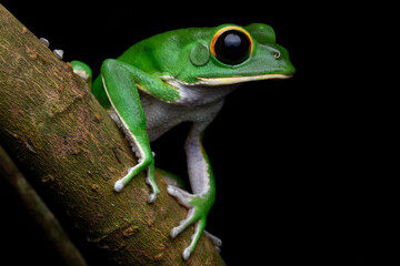 Herpetofauna
