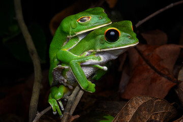 Herpetofauna