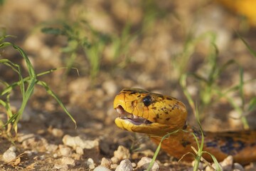 Cape Cobra (Naja nivea), during the rainy season in green grass, Kalahari Desert, Kgalagadi Transfrontier Park, South Africa