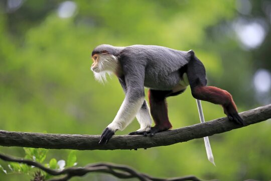 Douc Langur or Red-shanked Douc (Pygathrix nemaeus), male, on tree, Asia