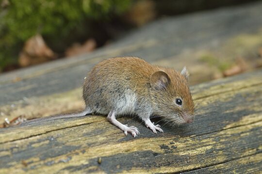 Bank vole (Myodes glareolus), Croatia