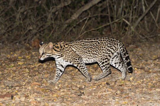Ocelot (Leopardus pardalis) walking at night, Pantanal, Mato Grosso, Brazil