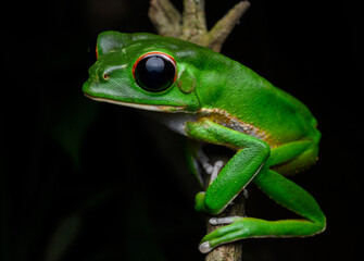 Herpetofauna