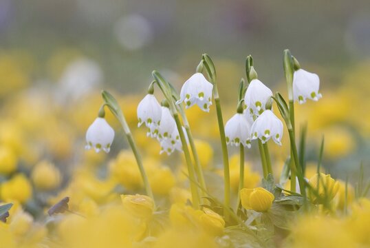 Spring Snowflakes (Leucojum vernum), Hesse, Germany