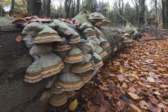 Tinder fungus (Fomes fomentarius) on fallen beech (Fagus sp.) tree trunk, Emsland, Lower Saxony, Germany