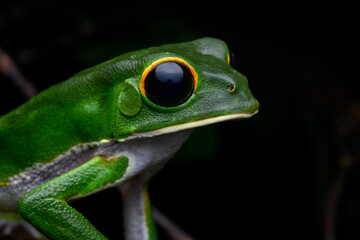 Herpetofauna