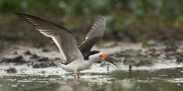 Black Skimmer (Rynchops niger), Pantanal, Mato Grosso, Brazil