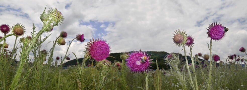 Musk Thistles (Carduus nutans) and bumblebees, panoramic view