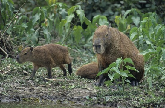 Capybara (Hydorchaeris hydrochaeris) with pup, Pantanal, Brazil, South America