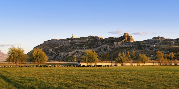 Sheep herd grazing in front of Van castle at sunset, Van, Turkey