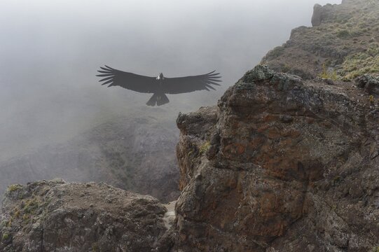 Andean Condor (Vultur gryphus) flying over high cliffs, Coyhaique Alto, Aysen Region, Patagonia, Chile