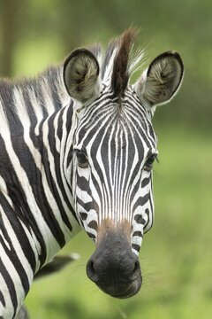Plains Zebra (Equus quagga), Lake Mburo National Park, Uganda