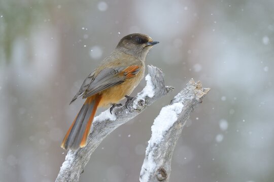 Siberian Jay (Perisoreus infaustus) on perch during slight snowfall, Oulanka National Park, Kuusamo, Lapland, Finland