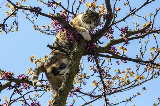 Cat (Felis catus), European shorthair, cat, tricolour, tortoiseshell cat, climbing Judas tree (Cercis siliquastrum) Judas Tree, Baden-W&uuml;rttemberg, Germany