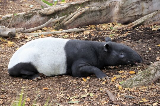 Malayan tapir (Tapirus indicus), adult dormant, captive, South Australia, Australia