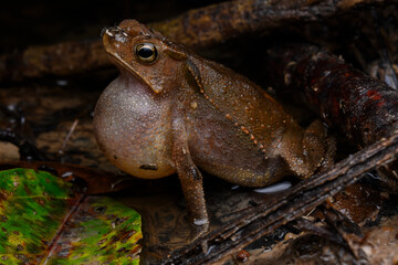 Herpetofauna