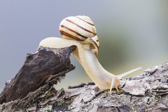 Snail (Helicidae) on dead wood, North Hesse, Hesse, Germany