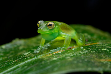 Herpetofauna