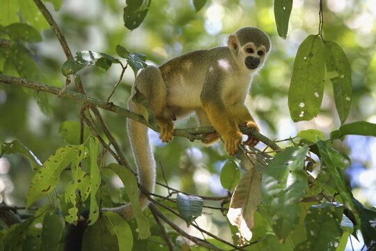 Male Guianan squirrel monkey or Common Squirrel Monkey (Saimiri sciureus) in a tree, Amazonia, Brazil