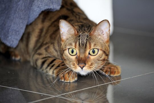 Bengal cat (Felis Catus), Leopardette, adult, peers out from under sofa, Germany