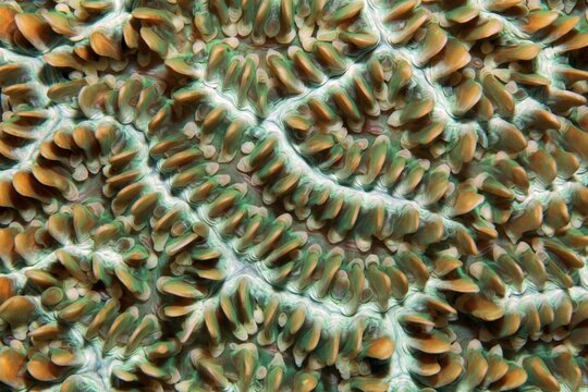 Colony of coral polyps in brain corallae (Physogyra lichtensteini), Pacific, Great Barrier Reef, UNESCO World Heritage Site, Australia