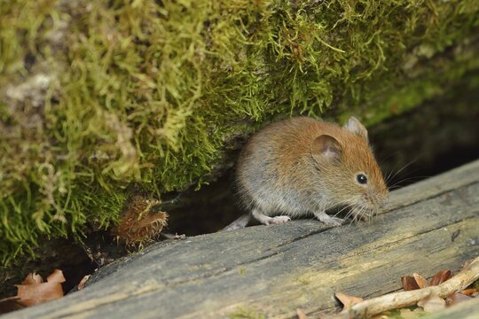 Bank vole (Myodes glareolus), Croatia