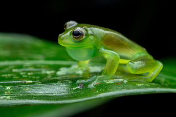Herpetofauna