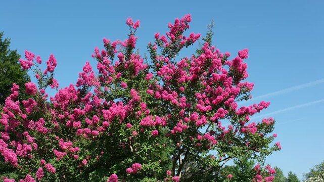 Chinesische Lagerstroemie, bl&uuml;hende Strauch Baum Pflanze im Sommer mit roten Bl&uuml;ten, Zierpflanze mit roten Bl&uuml;ten, eine pflegeleichte und bienenfreundliche Pflanzen