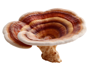 Ganoderma lucidum, a transparent background PNG
