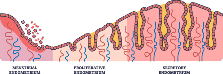 A medical diagram illustrating the cyclical phases of the endometrium of the uterus: menstrual, proliferative, and secretory, showing changes in the uterine lining, glands, and blood vessels.