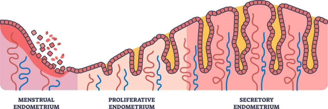 A medical diagram illustrating the cyclical phases of the endometrium of the uterus: menstrual, proliferative, and secretory, showing changes in the uterine lining, glands, and blood vessels.