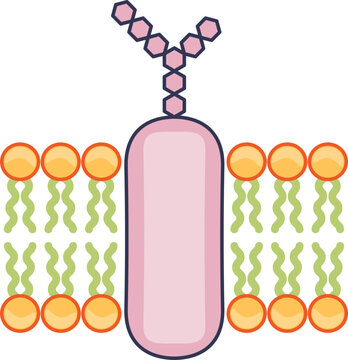 A diagram of a glycoprotein marker embedded in a cell's lipid bilayer. The integral protein with its attached oligosaccharide chain illustrates cell surface recognition and signaling.