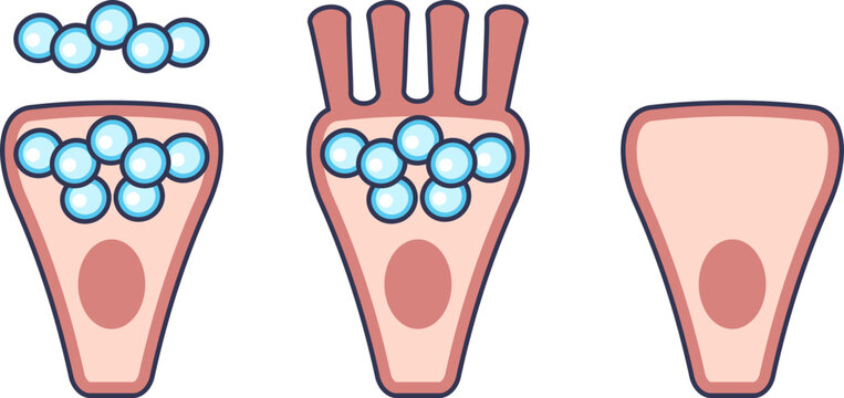 A diagram of goblet cell function, showing stages of mucin granule accumulation and secretion (exocytosis) from an epithelial cell to form a protective mucus layer.