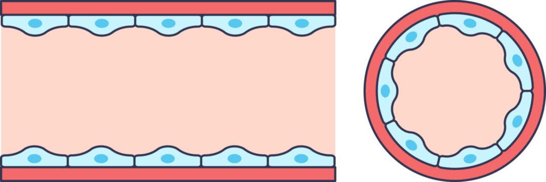 Diagram of a healthy blood vessel cross-section. Shows smooth endothelial lining and clear lumen, representing optimal cardiovascular health and unobstructed blood flow.