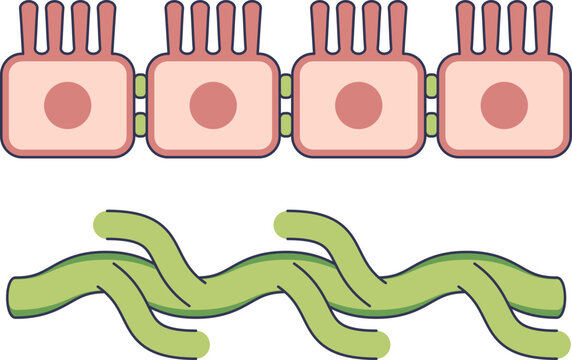 Anatomical vector of a lacteal, the lymphatic capillary within an intestinal villus. Shows enterocytes with microvilli for nutrient absorption into the lymph system.