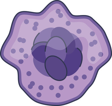 A vector illustration of a megakaryocyte. This large bone marrow cell with its multi-lobed nucleus and granular cytoplasm is the precursor to blood platelets, essential for hemostasis.