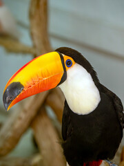 Obraz premium Closeup of toco toucan
