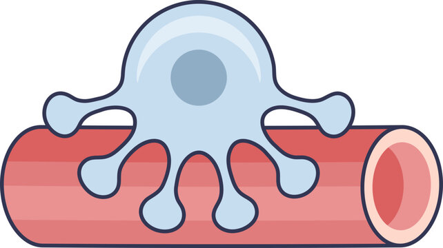 Illustration of a podocyte cell wrapping its foot processes around a glomerular capillary. This depicts the crucial structure of the kidney's blood filtration barrier.