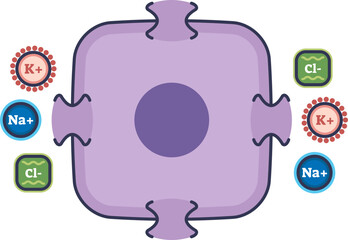 Illustration of a renal tubule cell with Na+, K+, and Cl- ions. Depicts ion transport across the epithelial membrane, a key function of the kidney nephron for reabsorption.