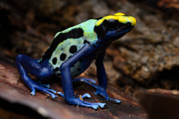 Herpetofauna