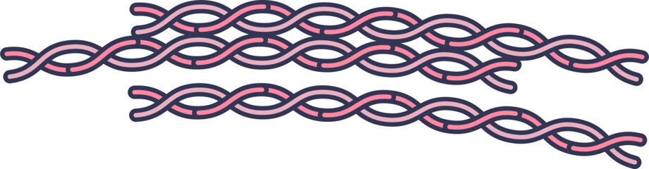 A diagram of actin filaments (F-actin), illustrating the double helical polymer structure. Represents a key protein component of the cytoskeleton and muscle fibers.
